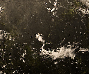 Forest Planet