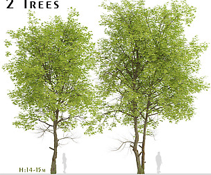 Set of Pampkin ash Trees (Fraxinus profunda)