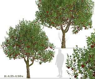 Set of Apple Trees (Malus domestica) (2 Trees)