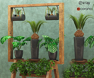 Wooden stand of plants collection