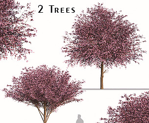 Set of Purple Pony Plum Trees (Prunus cerasifera)