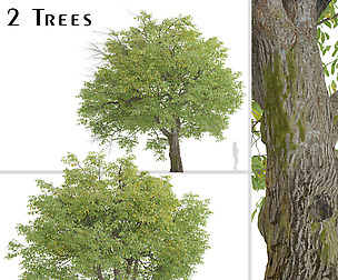 Set of English Walnut Trees (Juglans regia)