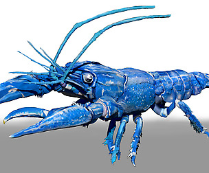 Blue Crawfish ZBrush Sculpt and Polypaint