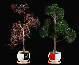 Spring and winter tree
