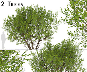 Set of Common Hazel Trees (Corylus avellana)