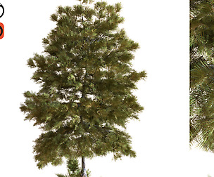 tree 035