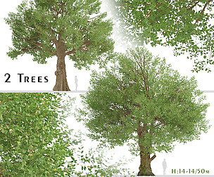 Set of Field Elm Trees (Ulmus minor) (2 Trees)