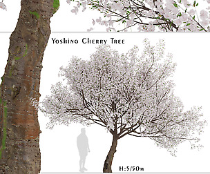 Yoshino Cherry Tree (Prunus yedoensis) (1 Tree)