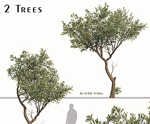 Set of Fruitless Olive Trees (Olea Europaea)