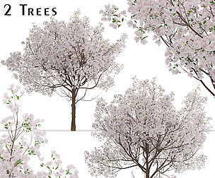 Set of Yoshino Cherry Trees (Prunus yedoensis)