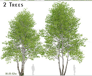 Set of Himalayan Birch Trees (Betula utilis)