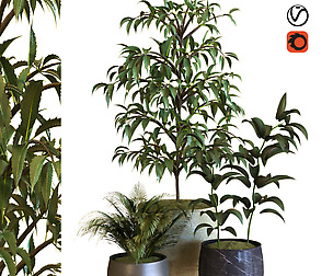plant in box set 040