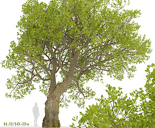 Set of Downy Oak Trees (Quercus pubescens)