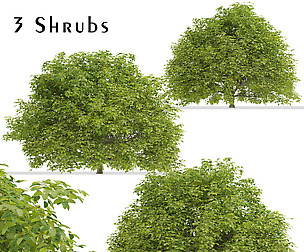 Set of Euonymus japonicus Shrubs (Spindle)