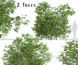 Set of Sambucus nigra Trees (Elder Gewone vlier)