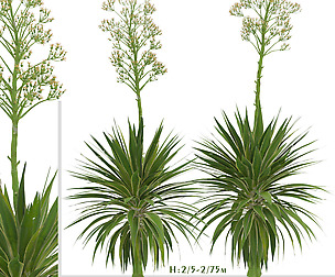 Set of Agave Angustifolia Trees (Caribbean Agave)
