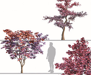 Set of Japanese maple Trees (Palmate Maple)