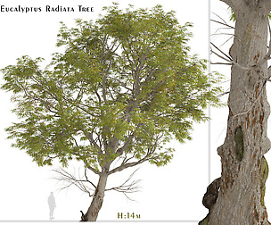 Eucalyptus Radiata Tree (Forth River Peppermint)