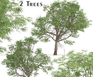 Set of Eucalyptus Radiata Trees (River Peppermint)