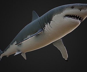 Shark