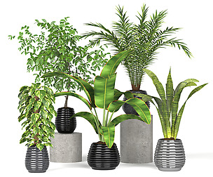 Plants collection 8