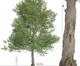American Linden Tree (Tilia americana basswood)