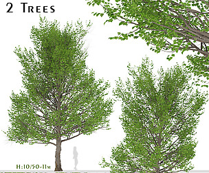 Set of American Linden Trees (Tilia americana)