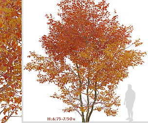 Set of Snakebark maple Trees (Acer davidii)