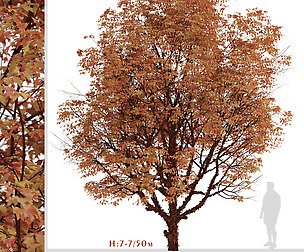 Set of Acer griseum Trees (Paperbark maple)
