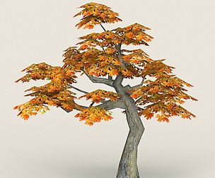 Low Poly Maple Tree 13