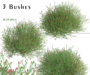 Set of Crimson Villea Shrubs (Grevillea)