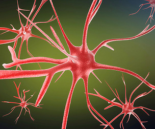 Neurons cells medical animation video models