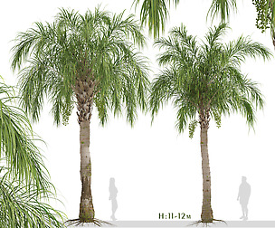 Set of Queen palm Trees (Syagrus romanzoffiana)