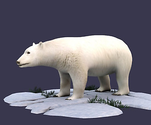 White Bear polar bear animal Ar VR animal model