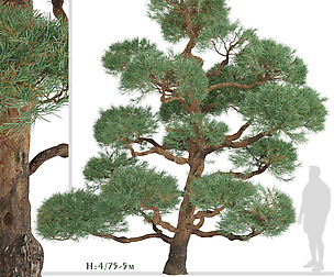 Set of Pinus Sylvestris Trees (Waldkiefer)