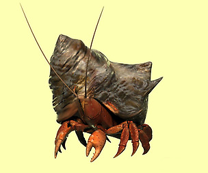 Hermit crabs sand crabs hand crabs sea animals