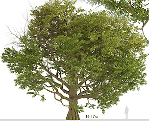 Common Oak Tree (Quercus robur) (1 Tree)