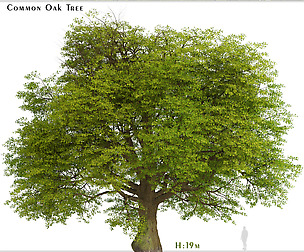 Common Oak Tree (Quercus robur) (1 Tree)