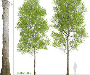 Set of European aspen Trees (Populus tremula)