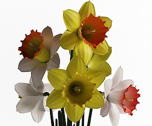 Daffodils