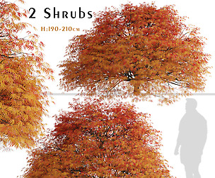 Set of Dissectum Atropurpureum Shrubs ( Acer )
