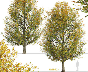 Set of European hornbeam Trees (Carpinus betulus)