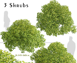 Set of Aucuba japonica Shrubs (Japanese laurel)