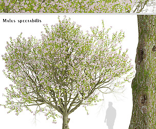 Malus spectabilis Tree (Chinese flowering apple)