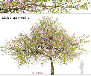 Malus spectabilis Tree (Flowering Crabapple)