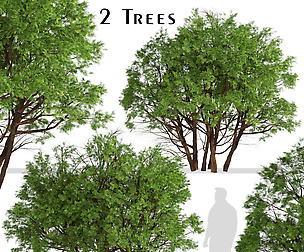 Set of Arborvitae Thuja Trees (White cedar)
