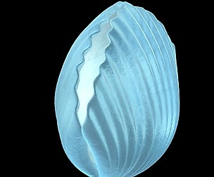 Seaside-Shell 305