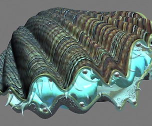 Seaside-Shell 306
