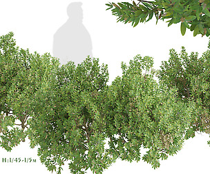Set of Northern bayberry Shrubs (Myrica)