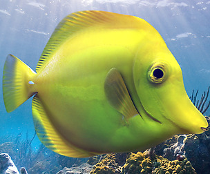 Yellow Tang Tropical Fish